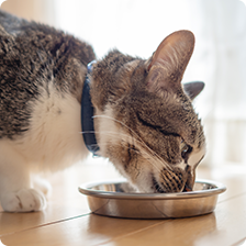 cat eating out of bowl
